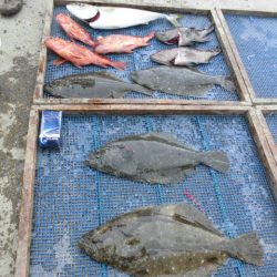 大進丸（愛知） 釣果