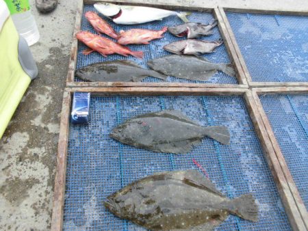 大進丸（愛知） 釣果