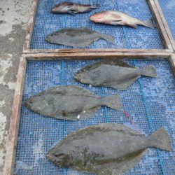 大進丸（愛知） 釣果