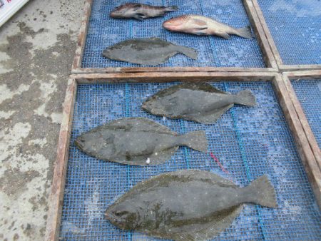 大進丸（愛知） 釣果