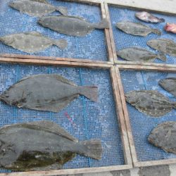 大進丸（愛知） 釣果