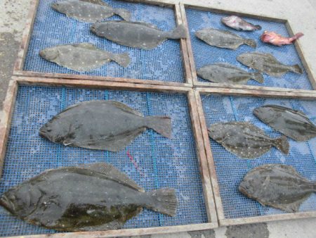 大進丸（愛知） 釣果