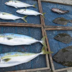 大進丸（愛知） 釣果