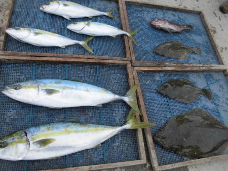 大進丸（愛知） 釣果