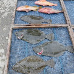 大進丸（愛知） 釣果