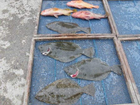 大進丸（愛知） 釣果