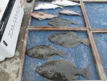 大進丸（愛知） 釣果