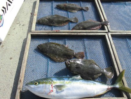 大進丸（愛知） 釣果