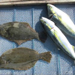 大進丸（愛知） 釣果