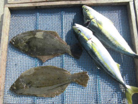 大進丸（愛知） 釣果