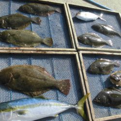 大進丸（愛知） 釣果