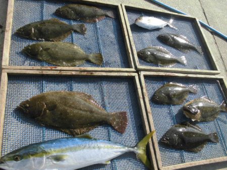 大進丸（愛知） 釣果