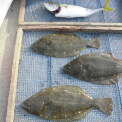 大進丸（愛知） 釣果