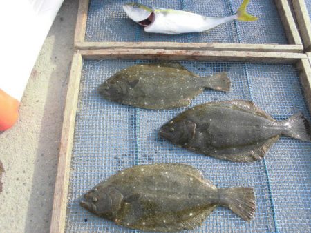 大進丸（愛知） 釣果