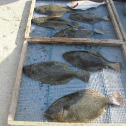 大進丸（愛知） 釣果