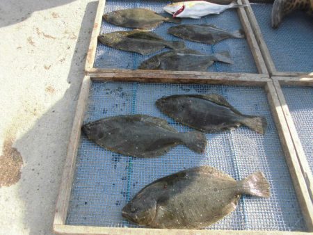 大進丸（愛知） 釣果