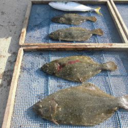 大進丸（愛知） 釣果