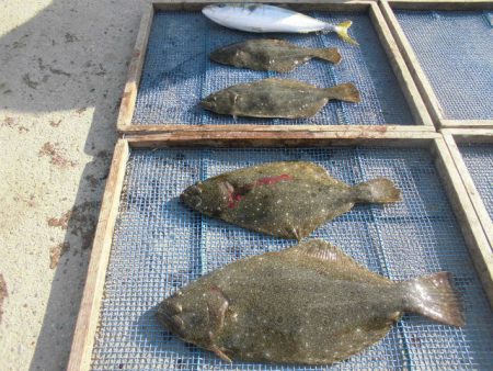 大進丸（愛知） 釣果