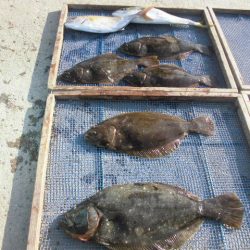 大進丸（愛知） 釣果