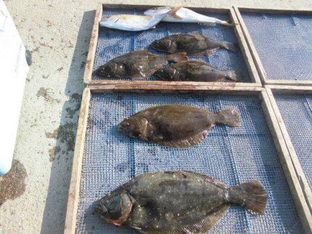 大進丸（愛知） 釣果