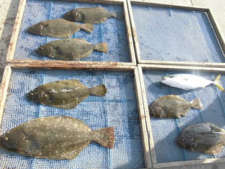 大進丸（愛知） 釣果