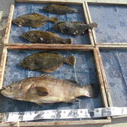 大進丸（愛知） 釣果