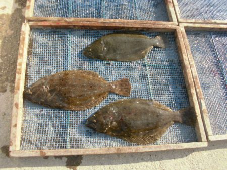 大進丸（愛知） 釣果