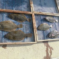 大進丸（愛知） 釣果