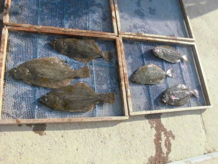 大進丸（愛知） 釣果