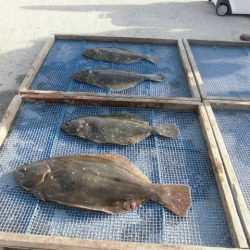 大進丸（愛知） 釣果