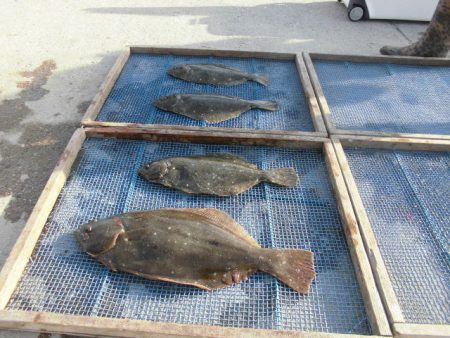 大進丸（愛知） 釣果