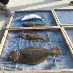 大進丸（愛知） 釣果