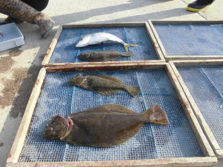 大進丸（愛知） 釣果