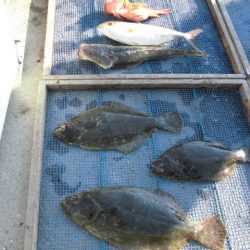 大進丸（愛知） 釣果