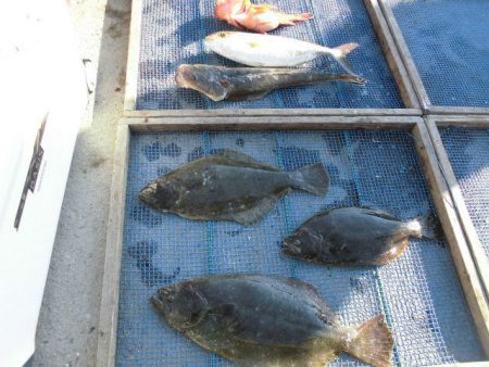 大進丸（愛知） 釣果