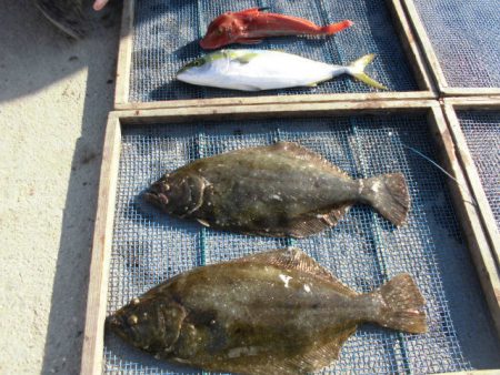 大進丸（愛知） 釣果