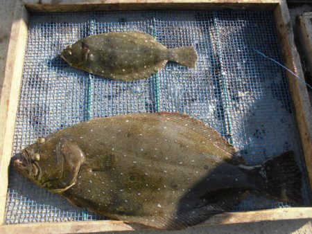 大進丸（愛知） 釣果