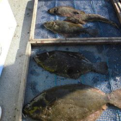 大進丸（愛知） 釣果