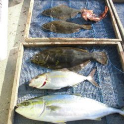 大進丸（愛知） 釣果