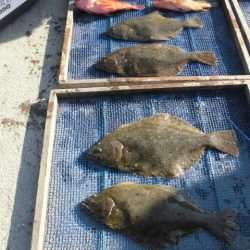 大進丸（愛知） 釣果