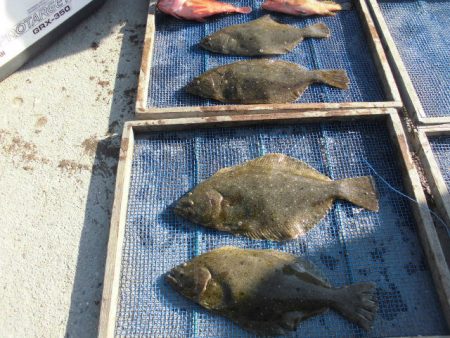 大進丸（愛知） 釣果