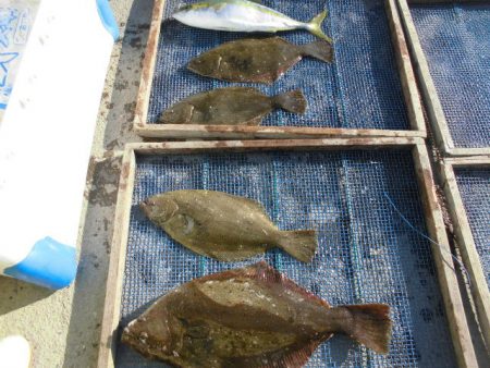 大進丸（愛知） 釣果