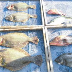 大進丸（愛知） 釣果