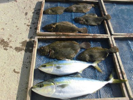 大進丸（愛知） 釣果