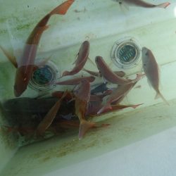 十八宝洋丸 釣果