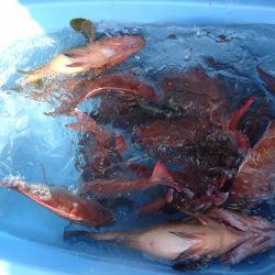 十八宝洋丸 釣果