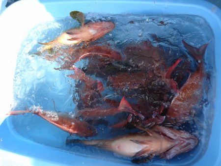 十八宝洋丸 釣果