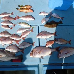 十八宝洋丸 釣果