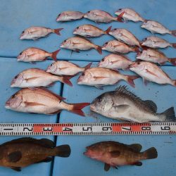 十八宝洋丸 釣果