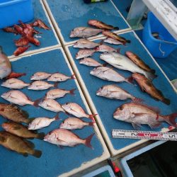 十八宝洋丸 釣果